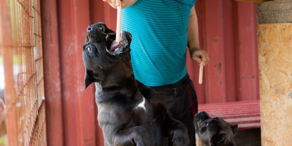 Understanding the Majestic Cane Corso: A Gentle Giant Among Dogs