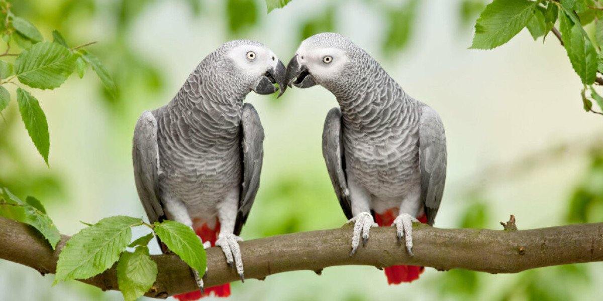 Training Your African Grey Parrot: Effective Techniques for Building Trust and Encouraging Positive Behaviors