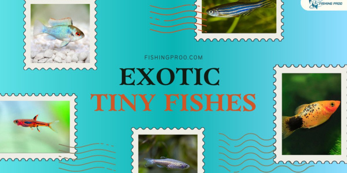 Exotic Tiny Fishes