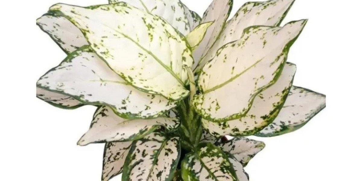 Aglaonema Wholesale and Tissue Culture – High-Quality Plants for Sale