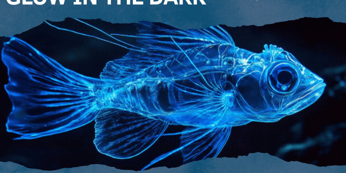 Tiny fishes that glow in the dark