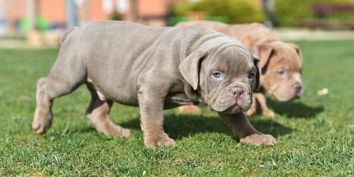 Trusted American Bully Breeding in NJ for Quality Bloodlines